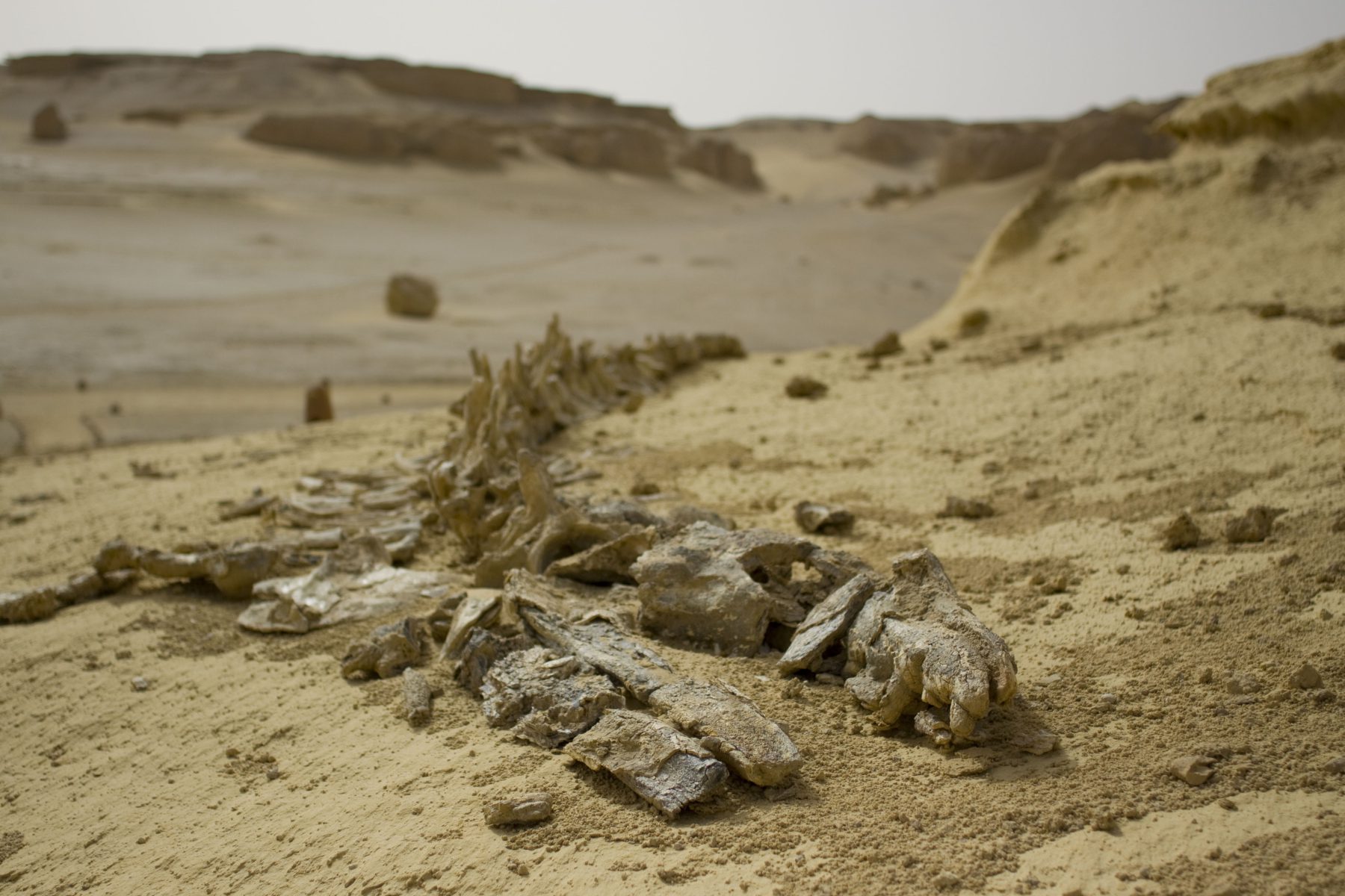 Restos fósiles de una ballena en Wadi al-Hitan