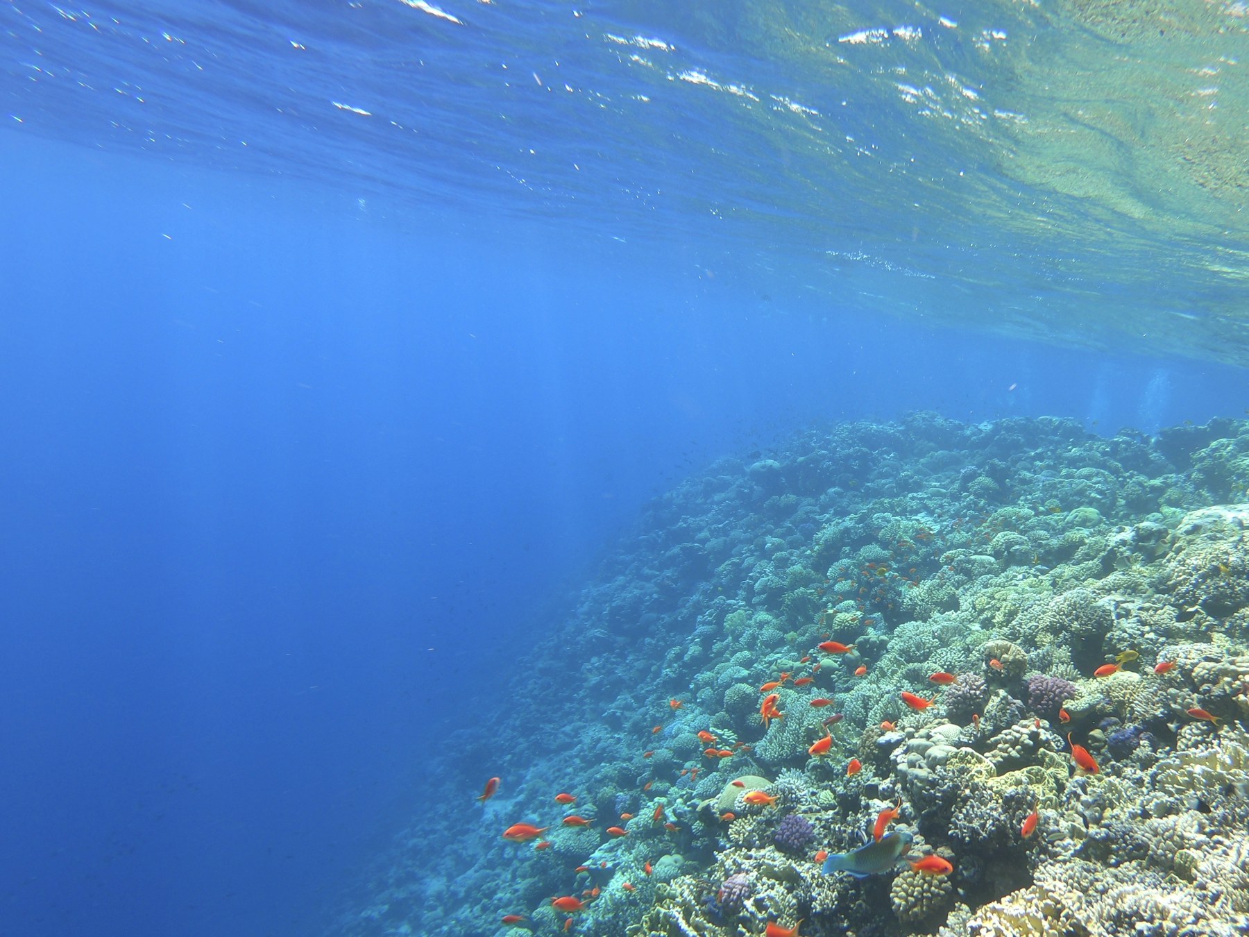 Banco de peces sobre un arrecife del mar Rojo en Dahab